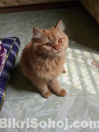 original Persian cat sale post